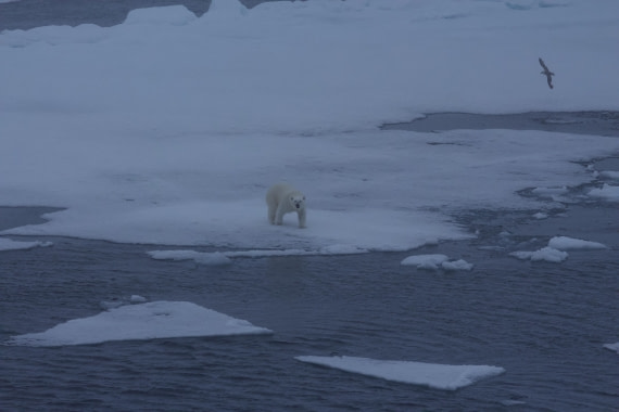 OTL08-25, Day 4, IMG_0293 © Unknown photographer - Oceanwide Expeditions.jpeg