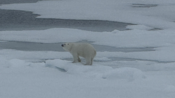 OTL08-25, Day 4, IMG_8481 © Unknown photographer - Oceanwide Expeditions.jpg