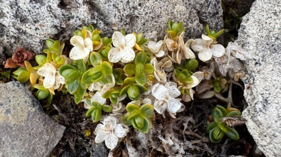 OTL08-25, Day 8, Picture11 © Unknown photographer - Oceanwide Expeditions.jpg