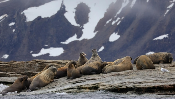 OTL08-25, Day 9, 5A8A5314-Edit-3 © Unknown photographer - Oceanwide Expeditions.jpeg