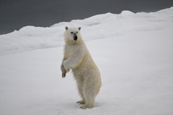 OTL08-25, Day 9, DSC_4975-2 © Unknown photographer - Oceanwide Expeditions.jpeg