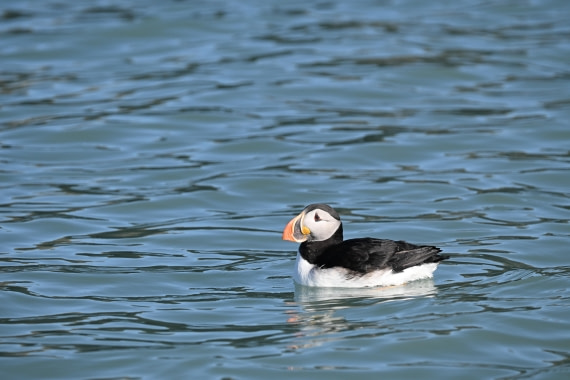OTL08-25, Day 9, DSC_4656 © Unknown photographer - Oceanwide Expeditions.jpeg