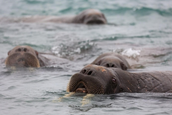 OTL08-25, Day 9, Picture13 © Unknown photographer - Oceanwide Expeditions.jpg