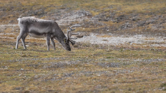 PLA09-25, Day 2, (10) © Regis Perdriat - Oceanwide Expeditions.jpg