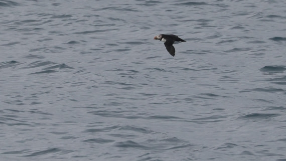 PLA09-25, Day 3, (1) © Regis Perdriat - Oceanwide Expeditions.jpg