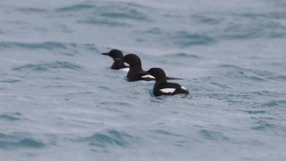 PLA09-25, Day 3, (3) © Regis Perdriat - Oceanwide Expeditions.jpg