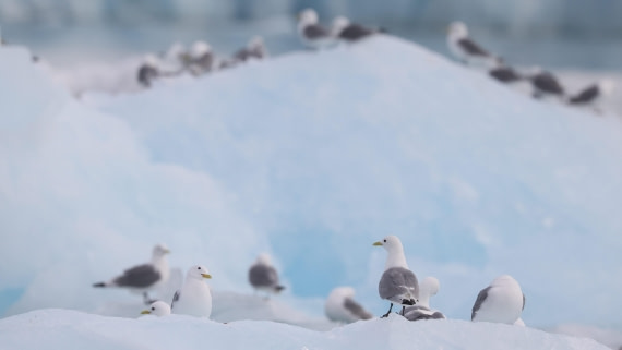 PLA09-25, Day 3, (7) © Regis Perdriat - Oceanwide Expeditions.jpg