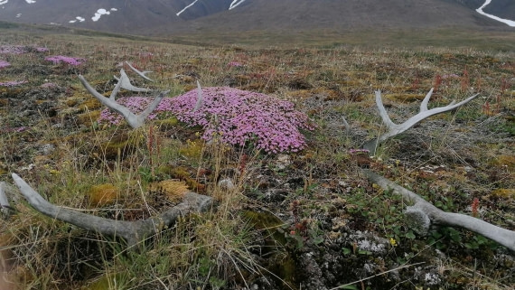 PLA09-25, Day 3, 28.07.2025_3_JW © Julia Wellner - Oceanwide Expeditions.jpg