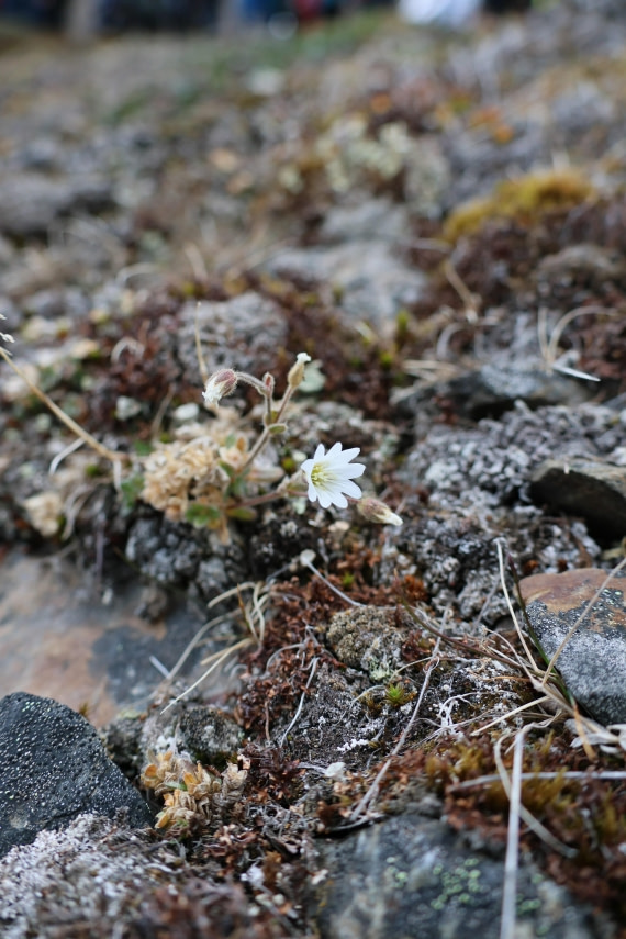 PLA09-25, Day 3, Lars 28-1 © Lars Engelhardt - Oceanwide Expeditions.JPG
