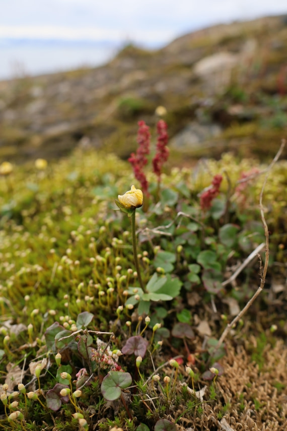 PLA09-25, Day 3, Lars 28-2 © Lars Engelhardt - Oceanwide Expeditions.JPG