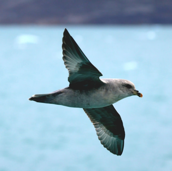 PLA09-25, Day 3, Lars 28-3 © Lars Engelhardt - Oceanwide Expeditions.JPG