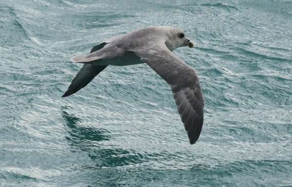 PLA09-25, Day 3, Lars 28-4 © Lars Engelhardt - Oceanwide Expeditions.JPG