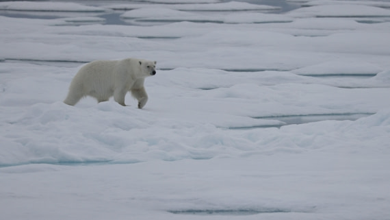 PLA09-25, Day 4, (6) © Regis Perdriat - Oceanwide Expeditions.jpg