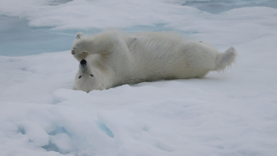 PLA09-25, Day 4, (12) © Regis Perdriat - Oceanwide Expeditions.jpg
