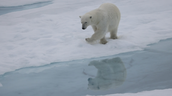 PLA09-25, Day 4, (11) © Regis Perdriat - Oceanwide Expeditions.jpg