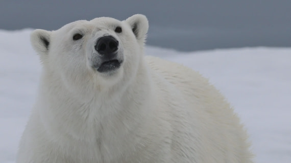 PLA09-25, Day 4, (15) © Regis Perdriat - Oceanwide Expeditions.jpg