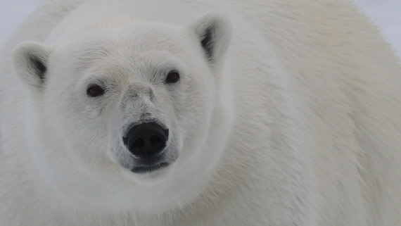 PLA09-25, Day 4, (16) © Regis Perdriat - Oceanwide Expeditions.jpg