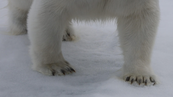 PLA09-25, Day 4, (17) © Regis Perdriat - Oceanwide Expeditions.jpg
