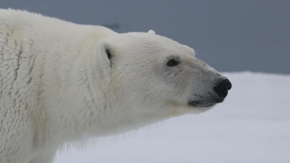 PLA09-25, Day 4, (18) © Regis Perdriat - Oceanwide Expeditions.jpg