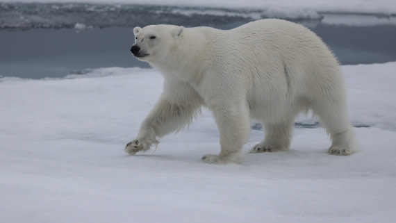 PLA09-25, Day 4, (19) © Regis Perdriat - Oceanwide Expeditions.jpg