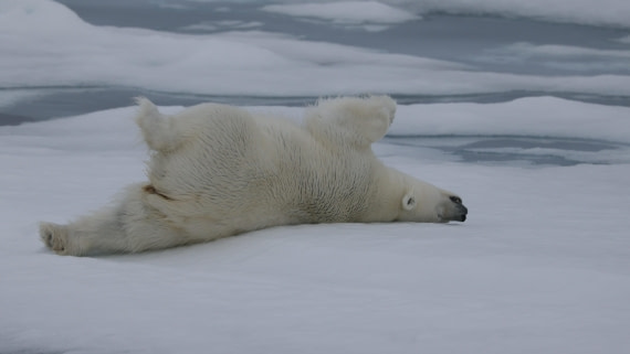 PLA09-25, Day 4, (20) © Regis Perdriat - Oceanwide Expeditions.jpg