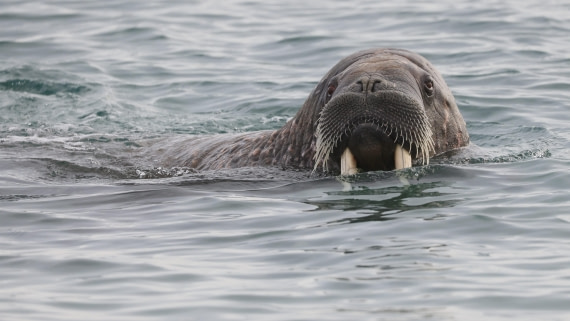 PLA09-25, Day 6, (6) © Regis Perdriat - Oceanwide Expeditions.jpg
