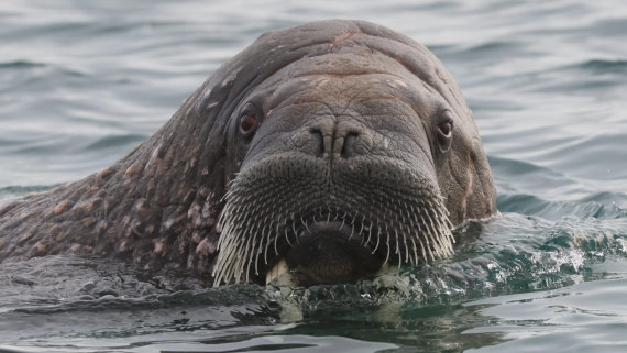 PLA09-25, Day 6, (7) © Regis Perdriat - Oceanwide Expeditions.jpg