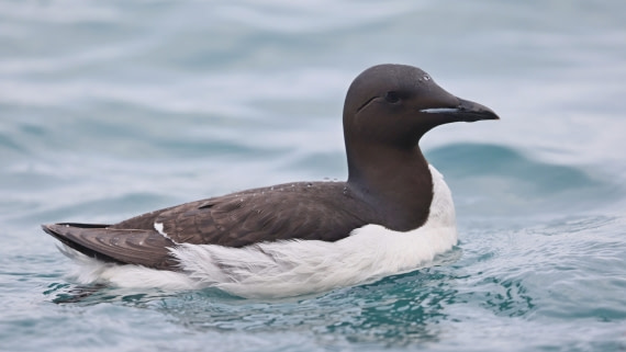 PLA09-25, Day 6, (12) © Regis Perdriat - Oceanwide Expeditions.jpg