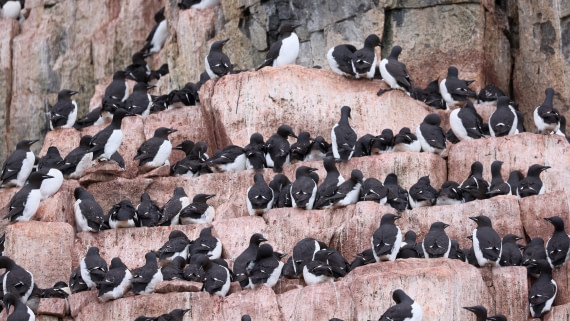 PLA09-25, Day 6, (13) © Regis Perdriat - Oceanwide Expeditions.jpg