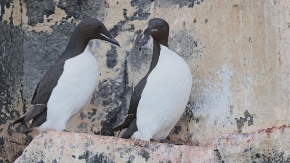 PLA09-25, Day 6, (14) © Regis Perdriat - Oceanwide Expeditions.jpg