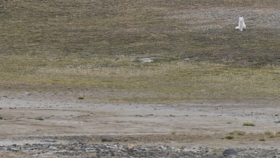 PLA09-25, Day 7, (12) © Regis Perdriat - Oceanwide Expeditions.jpg