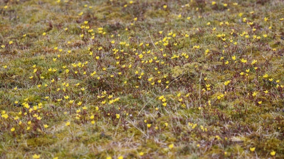 PLA09-25, Day 7, (14) © Regis Perdriat - Oceanwide Expeditions.jpg