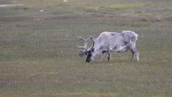 PLA09-25, Day 7, (16) © Regis Perdriat - Oceanwide Expeditions.jpg