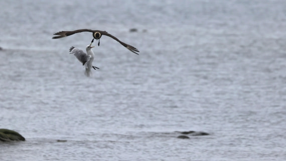 PLA09-25, Day 8, (3) © Regis Perdriat - Oceanwide Expeditions.jpg