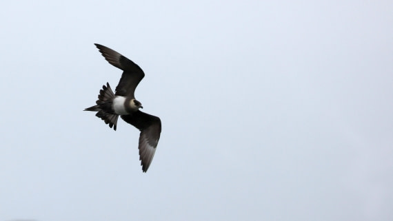 PLA09-25, Day 8, (4) © Regis Perdriat - Oceanwide Expeditions.jpg