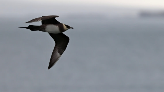 PLA09-25, Day 8, (6) © Regis Perdriat - Oceanwide Expeditions.jpg