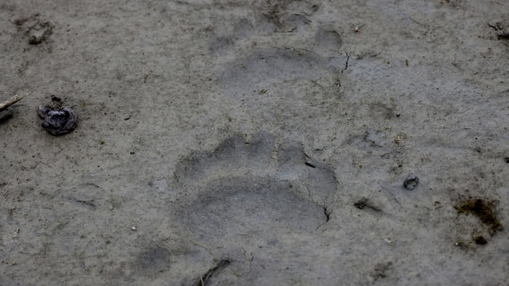 PLA09-25, Day 8, (10) © Regis Perdriat - Oceanwide Expeditions.jpg