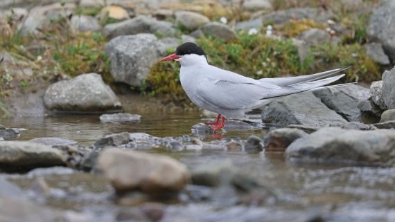 PLA09-25, Day 9, (1) © Regis Perdriat - Oceanwide Expeditions.jpg