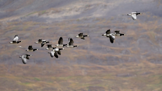 PLA09-25, Day 9, (4) © Regis Perdriat - Oceanwide Expeditions.jpg