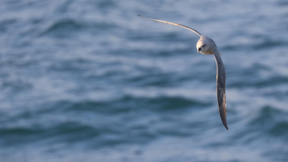 PLA09-25, Day 1, (6) © Regis Perdriat - Oceanwide Expeditions.jpg