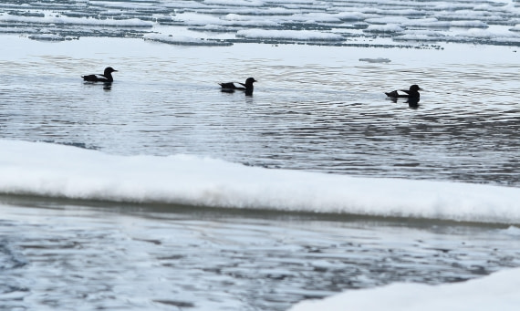 guillemots in a row