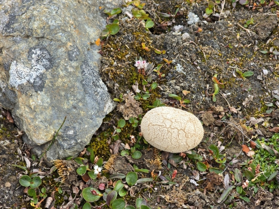 egg or mushroom?