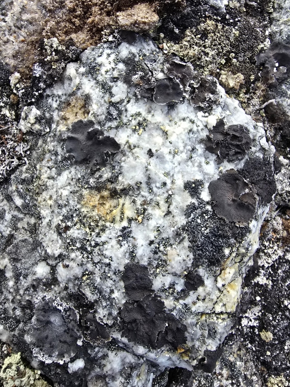 nature is incredible with a close up