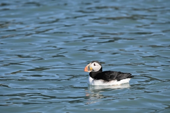 OTL09-25, Day 2, Picture2 © Unknown photographer - Oceanwide Expeditions.jpg