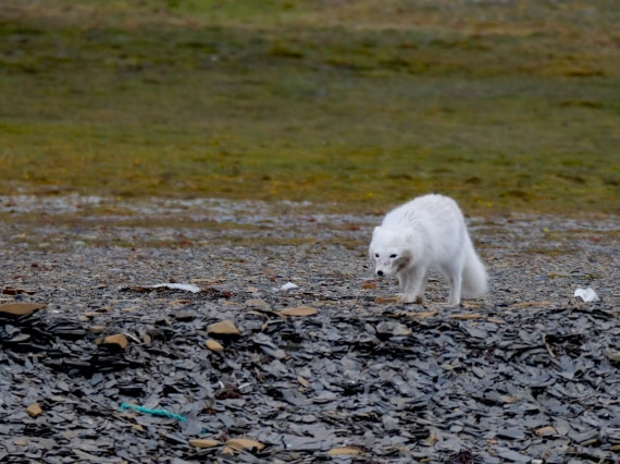 OTL09-25, Day 7, Arctic Fox1 15th August 2025 © Unknown photographer - Oceanwide Expeditions.JPG