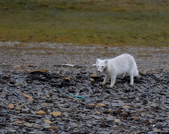 OTL09-25, Day 7, Arctic Fox2 15th August 2025 © Unknown photographer - Oceanwide Expeditions.JPG