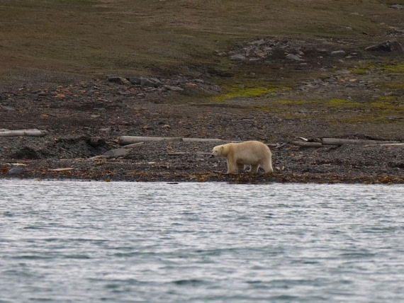 OTL09-25, Day 7, Polar Bear1 15th August 2025 © Unknown photographer - Oceanwide Expeditions.JPG