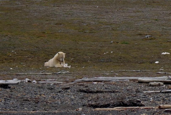 OTL09-25, Day 7, Polar Bear2 15th August 2025 © Unknown photographer - Oceanwide Expeditions.JPG