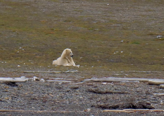 OTL09-25, Day 7, Polar Bear3 15th August 2025 © Unknown photographer - Oceanwide Expeditions.JPG