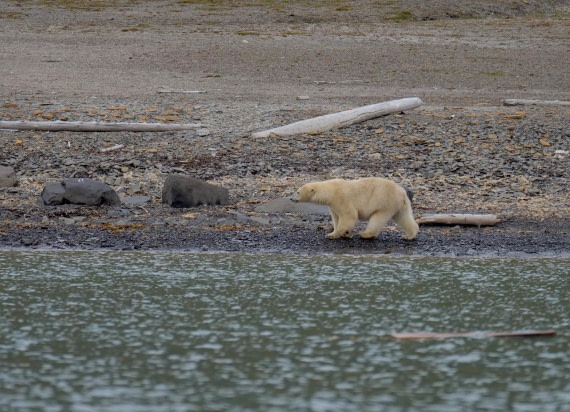 OTL09-25, Day 7, Polar Bear4 15th August 2025 © Unknown photographer - Oceanwide Expeditions.JPG